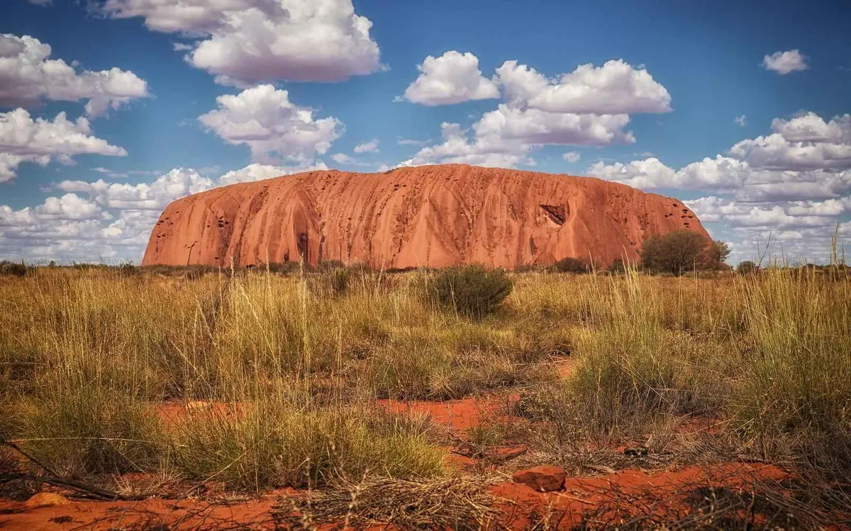 Camels resting on red sand near desert scrub with the rock on the horizon